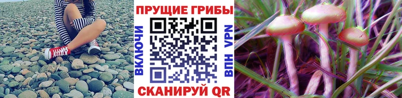 сколько стоит  Островной  это какой сайт  Псилоцибиновые грибы Magic Shrooms 